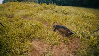 Fuimos Atacados Por Un Animal Salvaje , Caza De Puercos Y Conejos 
