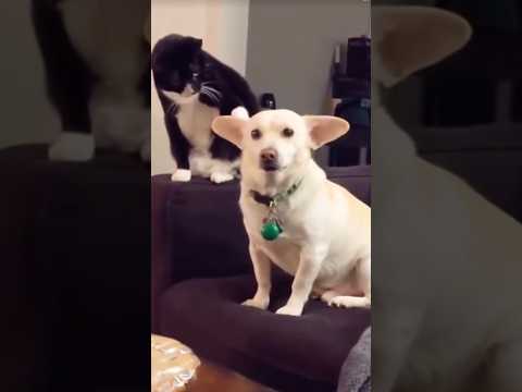 Poor dog, cat’s being a little bossy 🐶🤣 #cat #dog #funnyanimals