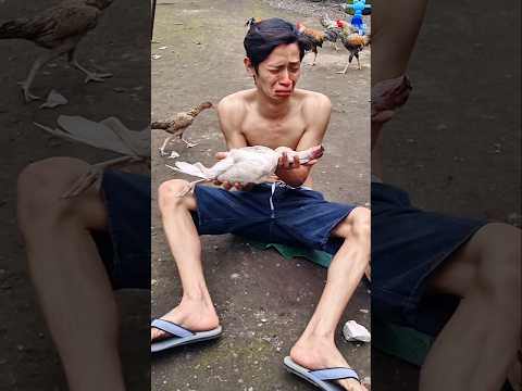The whole world would surely cry and be heartbroken upon seeing this albino chicken #chickensong