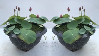 Invite you Beautiful lotus buds in pots