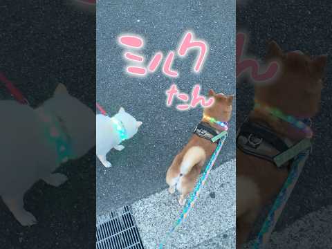 柴犬こむぎ最高の１日 #柴犬 #三浦半島