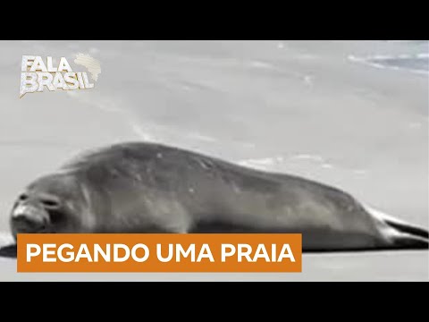 Elefante-marinho é flagrado descansando em praia catarinense