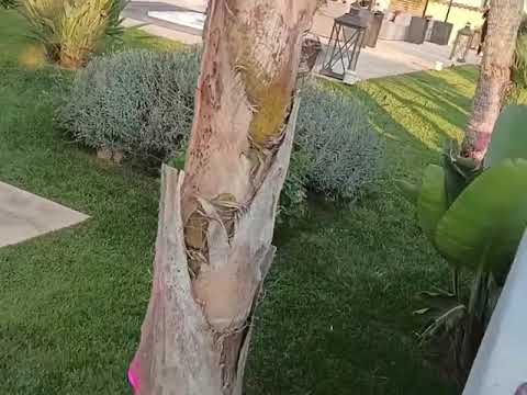 LvL Service Audio Luci Ledwall