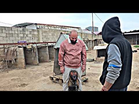 الكلب البلجم يعض الشغيل الجديد 🐕‍🦺  #كلاب #شغل #عضّة