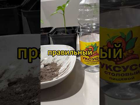 Вы неправильно применяете золу!