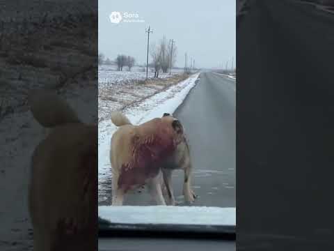 Dash Cam Catches Kangal vs Wolf — The Wolf Fights Back Hard!