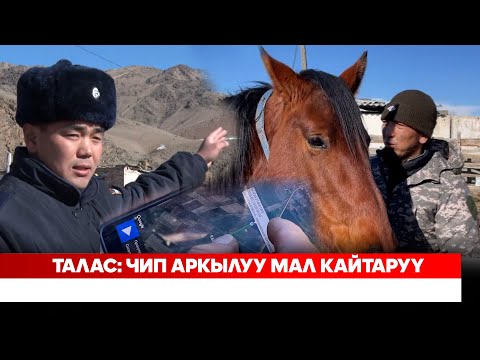 Талас: Чип аркылуу мал кайтаруy