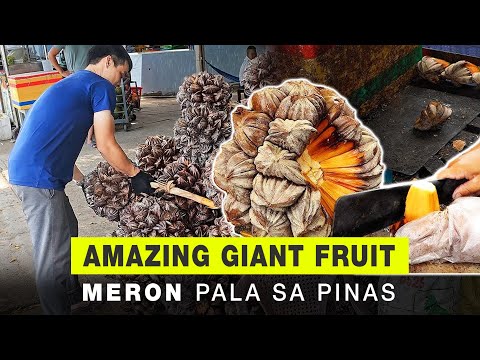 Kakaibang Prutas - Meron Pala Sa Pinas