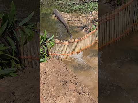 #หาปลา #วิถีชาวบ้าน #ภูมิปัญญาไทย #บ้านนอก