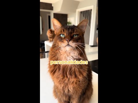 Las 5 personalidades de los gatitos 😹 - Parte 1 - #shorts #mascotas #gatos #personalidades
