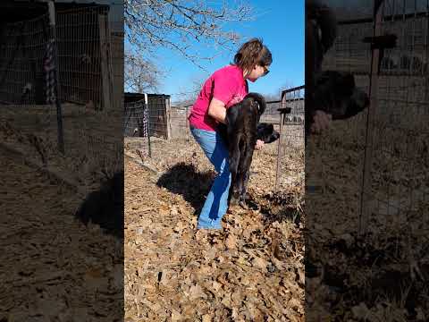 I got another orphan #sahm #farmlife #familymilkcow #bottlecalf