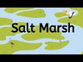 Salt Marshes: Understanding Coastal Wetlands