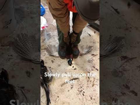 Best Way to Breast/Skin Out Upland Game Birds #hunting #live4outdoor #pheasanthunting #grouse