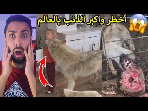 الذيب الحيوان الوحيد اللي يشوف الجن ويأكلهم!!😱⛔️