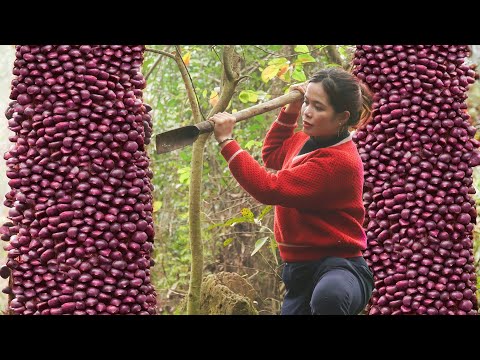 Harvesting Chestnuts in the Forest: From Wild Fruit To Delicious Cake for Market Sale!