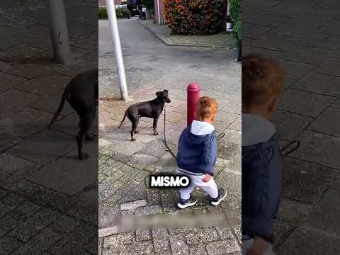 Este perro es el mejor amigo del niño 🐶🥰