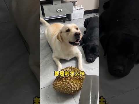 Chompa Made a Fake dog For Raju 🤣😱#funny #shorts #funnyvideo