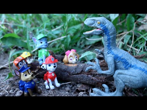 PAW PATROL y BLUE el VELOCIRAPTOR! Patrulla canina patrulla cachorros DINOSAURIOS videos para niños