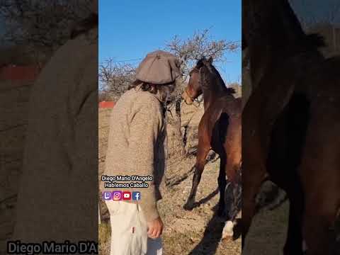 YEGUA QUE PONE EL ANCA AMENAZANDO PATEAR SI QUEREMOS ACERCARNOS # caballossalvajes #