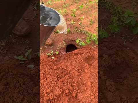 Man Finds Animal in Hole #shorts