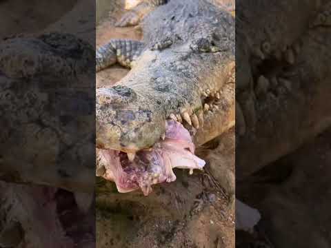 crocodile eats #viral #trending