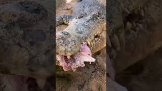 crocodile eats #viral #trending