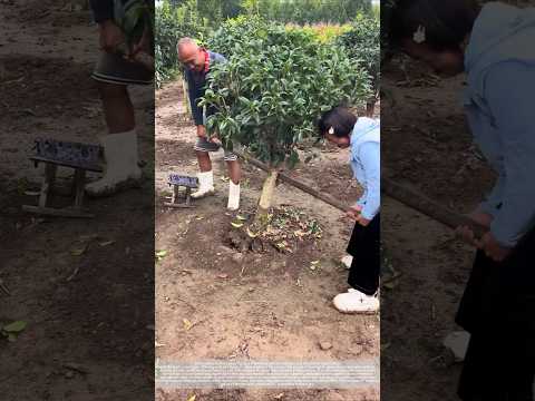 Pulling out a tree stump with ropes and steel pipes is a combination of wisdom and strength!