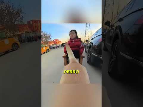 “¡Dos perros héroes rescatan a una niña secuestrada y vencen al traficante!” #viral