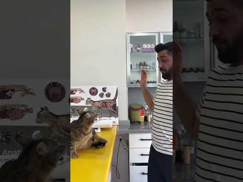 Bir anda delirdi🥲 #cat #catlover #kedi #funnycats #cats #funnyvideo #pets #funny