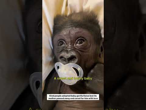 The newborn gorilla lost its mother but grew up surrounded by human love #gorilla #rescue #lovestory