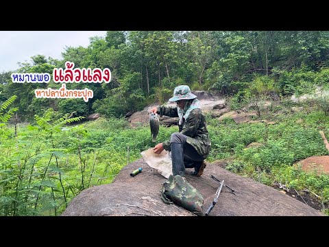 นึ่งปลานิลต้นกะปุก มื้อบ่หมานกะแล้วแลงคือเก่า