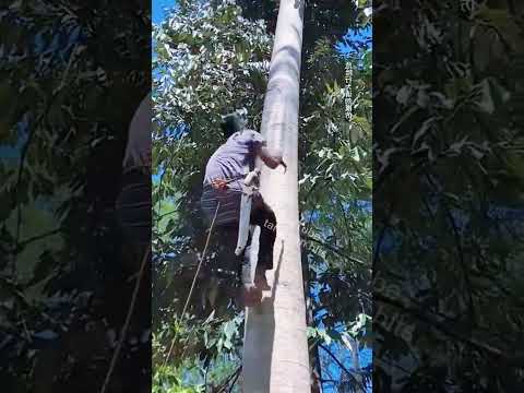 cara cepat memanjat pohon yang tinggi menggunakan alat sederhana #shorts