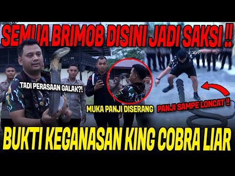 TAKLUKAN KING COBRA BESAR HASIL RESCUE BARENG BRIMOB SUKASARI