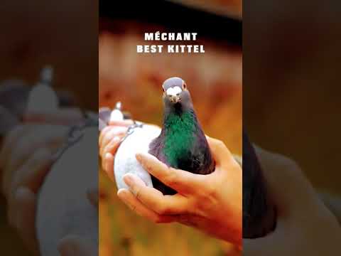 Duniya ka sab se mahanga kabutar #fancykabutar #pigeon #fancypigeonlover #ytshorts