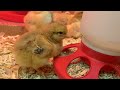 Caring for Chicks in a Brooder