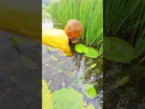 চাচার শিং মাছ ধরার আজব কৌশল পর্ব ‌‌‌‌-৭ #fishingtrap #fishingshorts