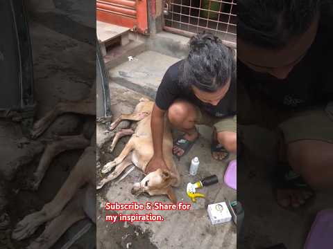 #StreetDogRescue #ViralVideo #DogCare #AnimalRescue #DogMedicine #PetRescue #InstaDogs #DogHealing