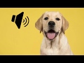 Understanding Dog Sounds