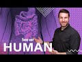 Understanding the Alimentary Canal and Immunity