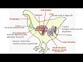 Digestive System Functions in Animals