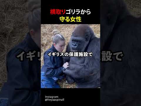 横取り独占ゴリラから守る女性