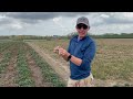 Strawberry Plant Care and Growth