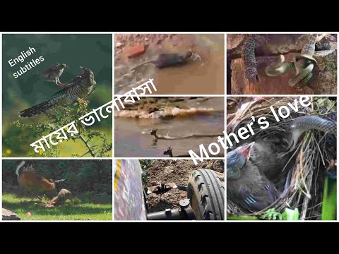 মায়ের ভালোবাসা||Mother's Love|| English Subtitles||Ep-1