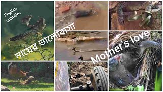 মায়ের ভালোবাসা||Mother's Love|| English Subtitles||Ep-1