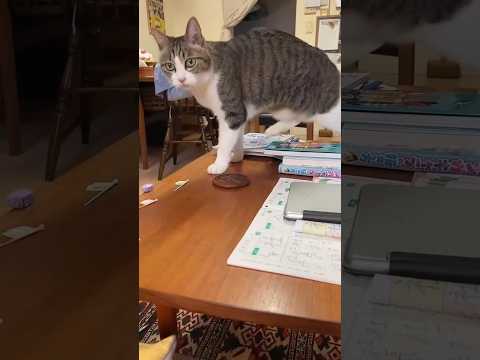 They don't want peace   #cat #cats #funny #viralshort #cute