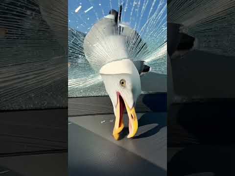 Se burló de una gaviota y cometió un gran error #youtubeshorts