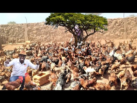 How I transformed a Bush to a Big Chicken Farm