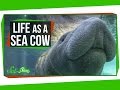 Manatee Facts and Characteristics