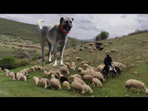 YAYLANIN BEKÇİLERİ KURTÇU KANGALLAR !! HD BELGESEL