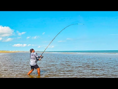 Surf Fishing with Live Crabs Pays off Big Time!